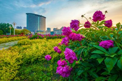 市政府广场朝霞与芍药花海