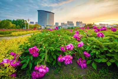 市政府广场朝霞与芍药花海