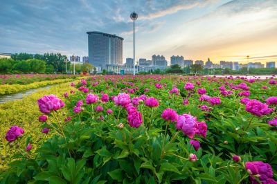 市政府广场朝霞与芍药花海