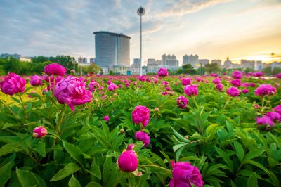 市政府广场朝霞与芍药花海