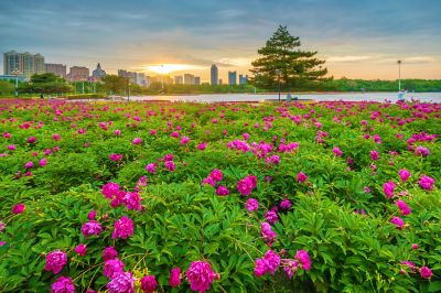 市政府广场朝霞与芍药花海