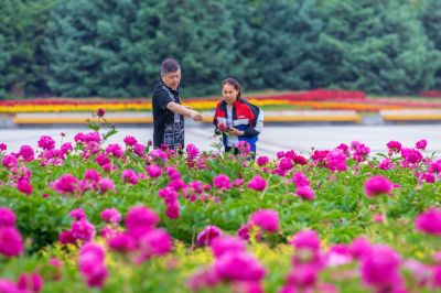 市政府广场朝霞与芍药花海