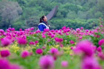 市政府广场朝霞与芍药花海