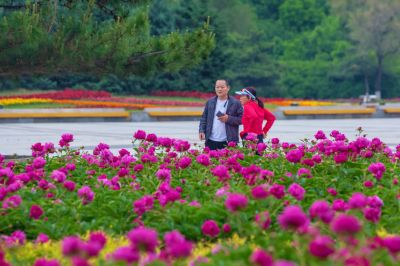 市政府广场朝霞与芍药花海