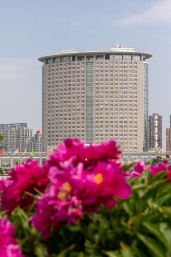 市政府广场芍药花开