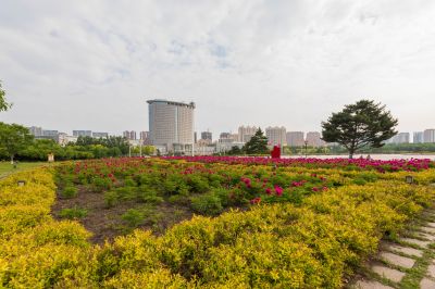 市政府广场芍药花开