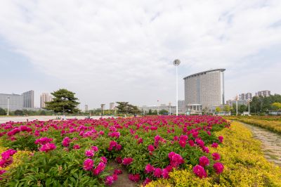 市政府广场芍药花开