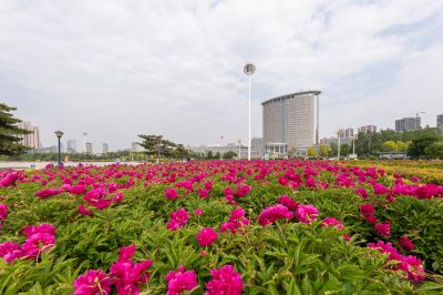 市政府广场芍药花开