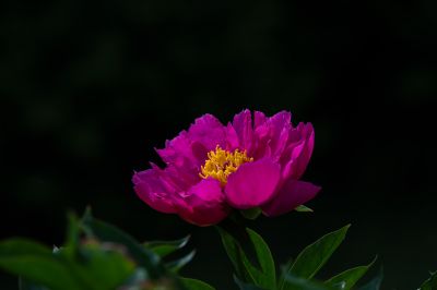 市政府广场芍药花开