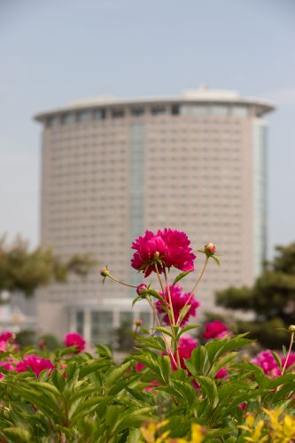 市政府广场芍药花开