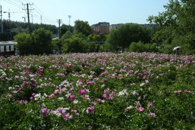 合力同心园芍药花