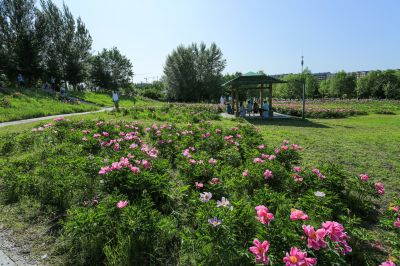 合力同心园芍药花