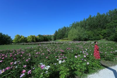合力同心园芍药花