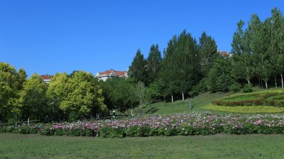 合力同心园芍药花