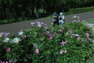 合力同心园芍药花