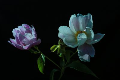 合力同心园芍药花