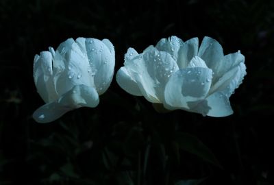 合力同心园芍药花
