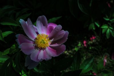 合力同心园芍药花