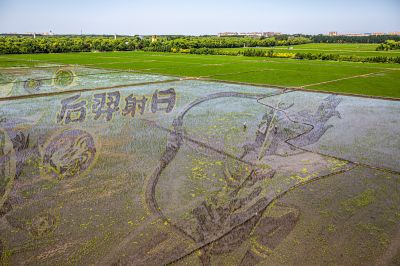 闫家岗农场稻田画