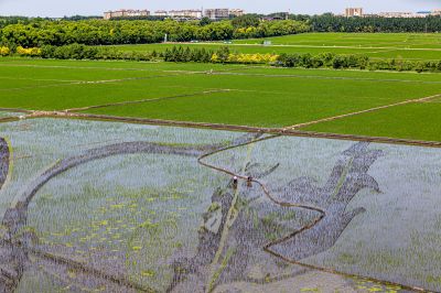 闫家岗农场稻田画