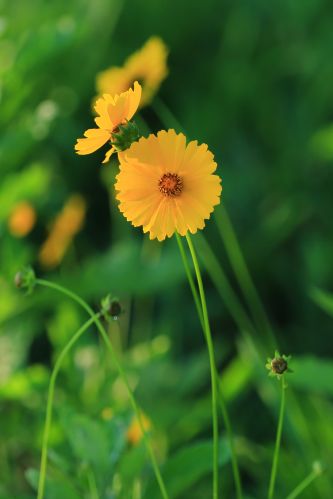 金鸡菊