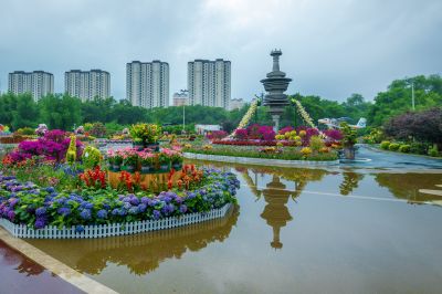 雨后的劳动公园百花展