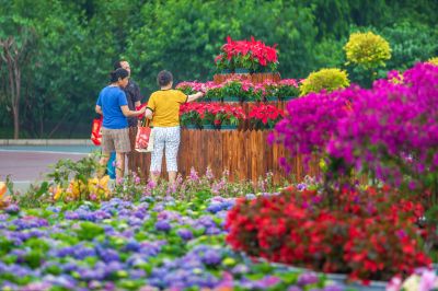 雨后的劳动公园百花展