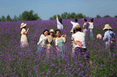 哈尔滨普罗旺斯薰衣草庄园夏日美景