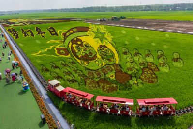 闫家岗稻田画