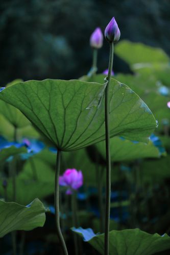 荷花